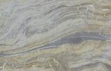Devonian Stromatolite Slab - Orkney, Scotland #61077-1
